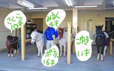 写真　篠崎ポニーランドの馬たち