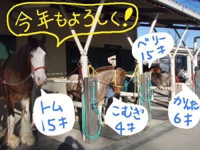 写真　なぎさポニーランドの馬たち