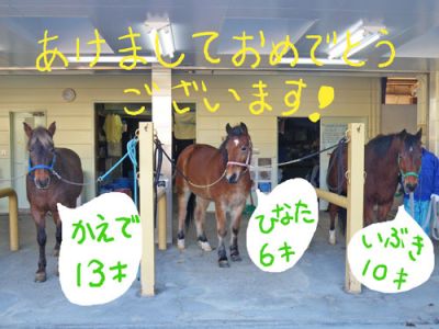 写真　なぎさポニーランドの馬たち