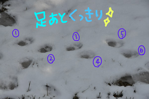 雪に付いたレッサーパンダの足跡