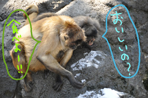 雪を食べるジェフロイクモザル