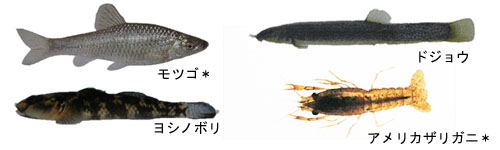 淡水の生き物