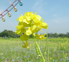 写真　菜の花