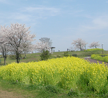 写真　菜の花