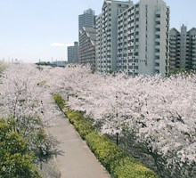 写真　小松川千本桜