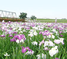 写真　花菖蒲