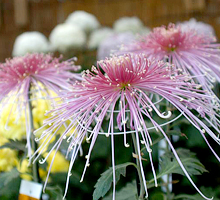 写真　影向菊花大会の菊