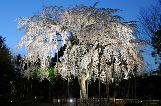 しだれ桜のライトアップ