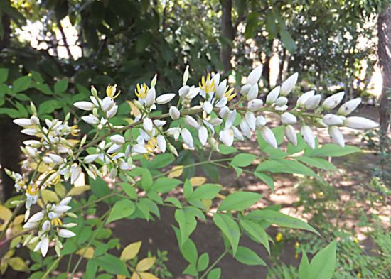 ナンテンの白い花