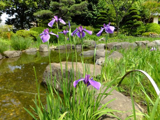 今の菖蒲田