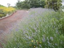 写真　なぎさ公園のラベンダー1 