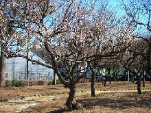 写真　春江の森公園の白梅