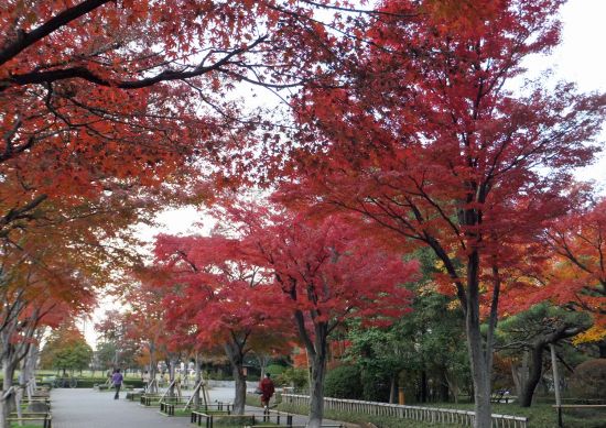 12月6日現在　モミジ並木