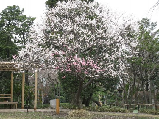 昨年の様子（ほぼ満開です）