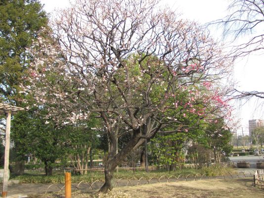 昨年の様子（５分くらいでしょうか）