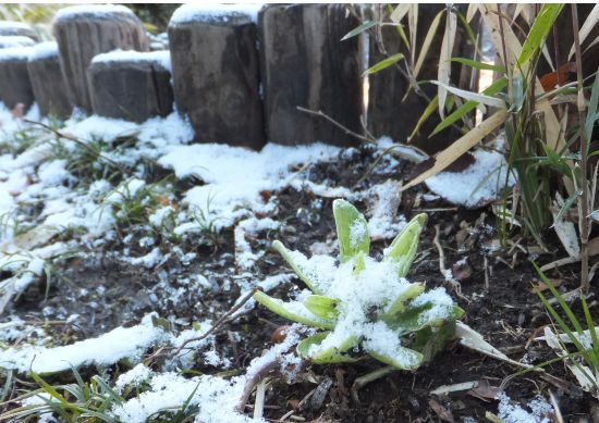 雪をかぶったフキノトウ