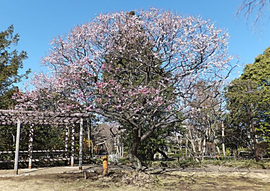 3月13日現在