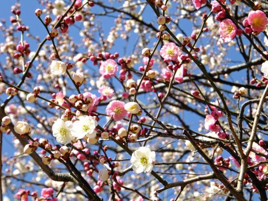 思いのまま（花）