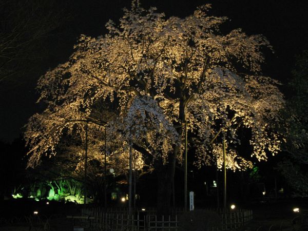 画像　行船公園のしだれ桜