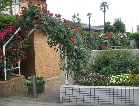 鹿骨花公園のバラ