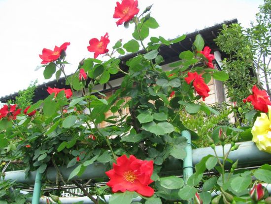 鹿骨花公園の蔓バラ