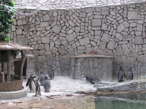 画像　日食ペンギン