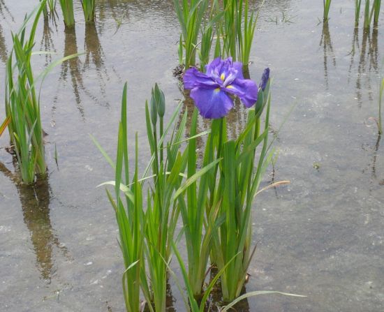 小岩菖蒲園の一番花