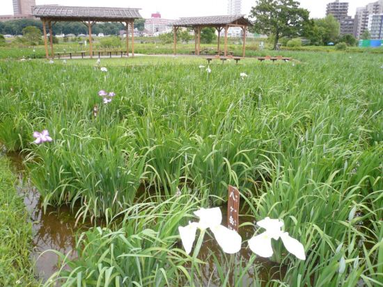 6月6日の小岩菖蒲園