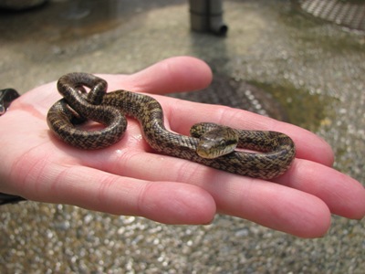 12年06月の自然動物園ぶろぐ 自然動物園 公益財団法人 えどがわ環境財団