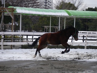 走るいぶき