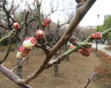 宇喜田東公園梅のつぼみ