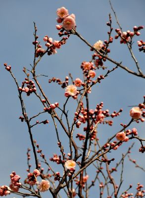 八重の梅の木