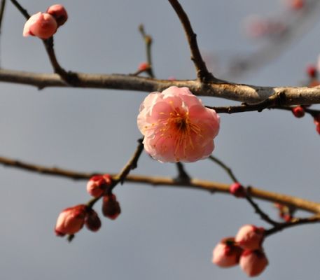 八重の梅の花