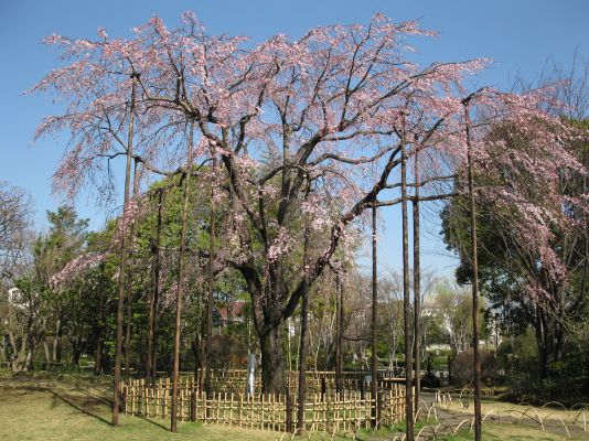 枝垂れ桜