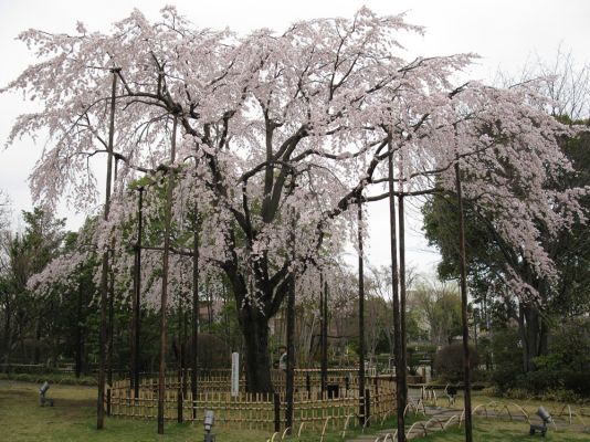 枝垂れ桜