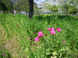 ポピー開花状況