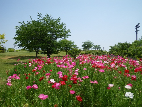 なぎさ公園　展望の丘