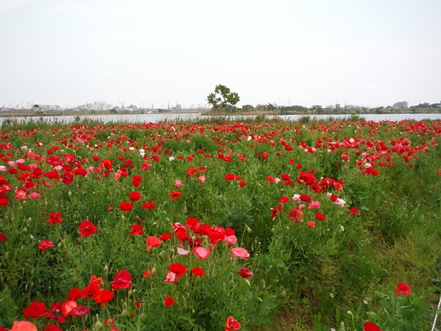 ポピー開花状況