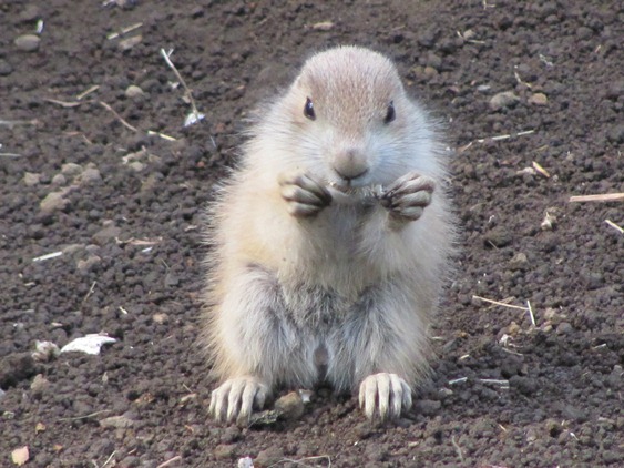 プレーリードッグの赤ちゃんが顔を出しました ニュース 自然動物園 公益財団法人 えどがわ環境財団