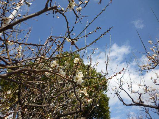 春江の森公園