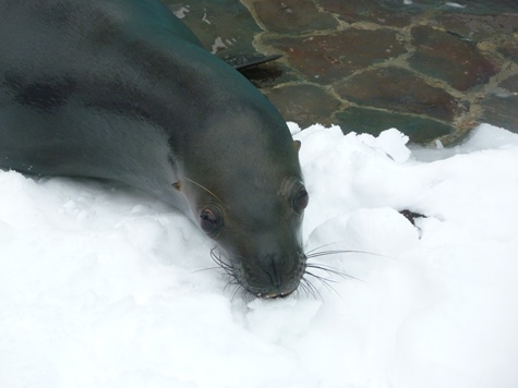 オタリアと雪