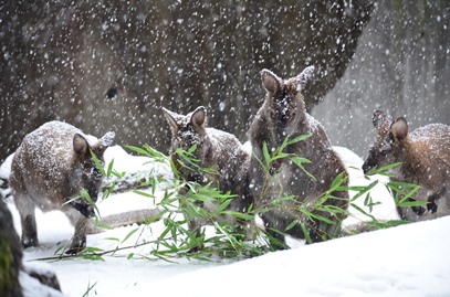 雪とワラビー