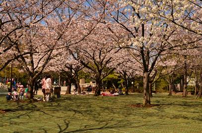 桜広場