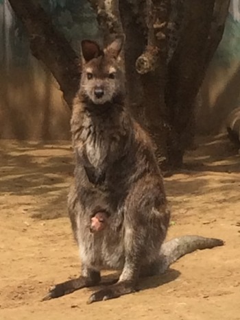 ベネットワラビーの赤ちゃんが顔出したよ