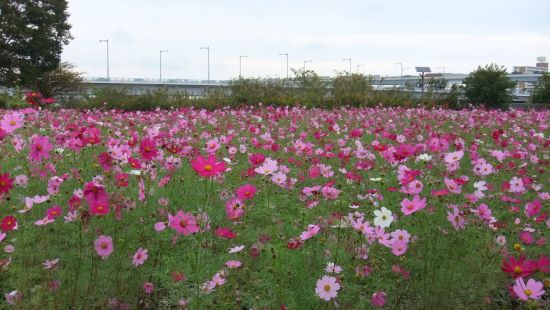 今年のコスモスは濃い色の花が多いです