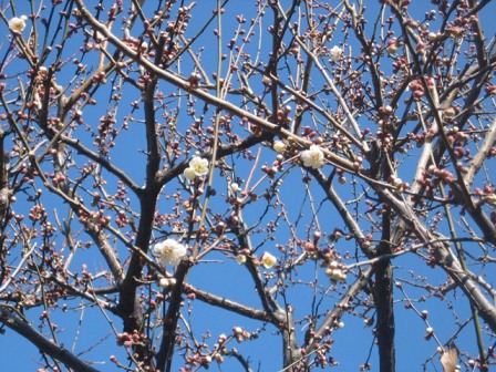 春江の森公園