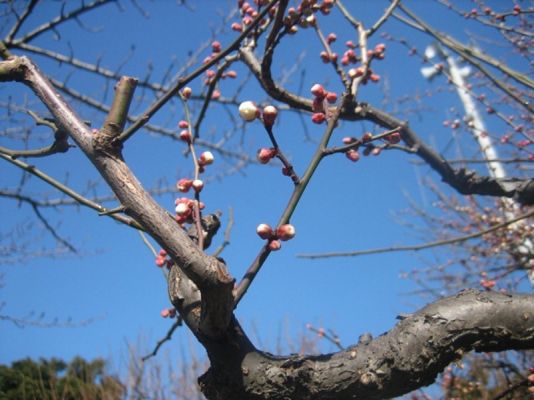 春江の森公園