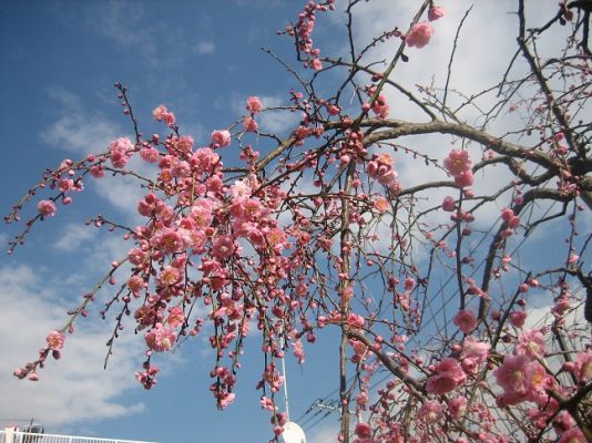 宿なかよし公園枝垂れウメ開花間近