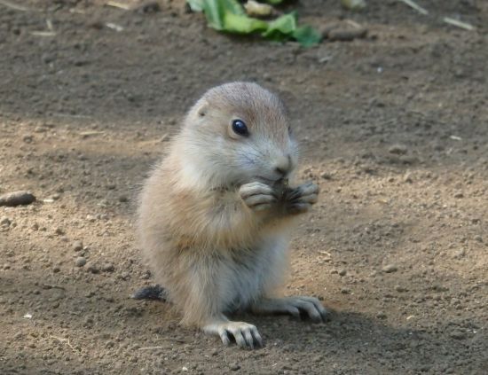 プレーリードッグの赤ちゃん2