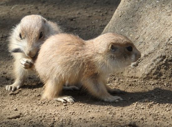 プレーリードッグの赤ちゃん3